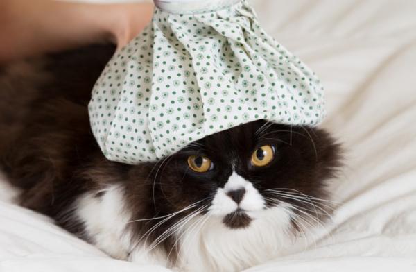 Feber hos katter arsaker symptomer og hvordan du senker