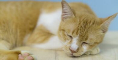 Feline Infectious Peritonitis FIP Symptomer og behandling