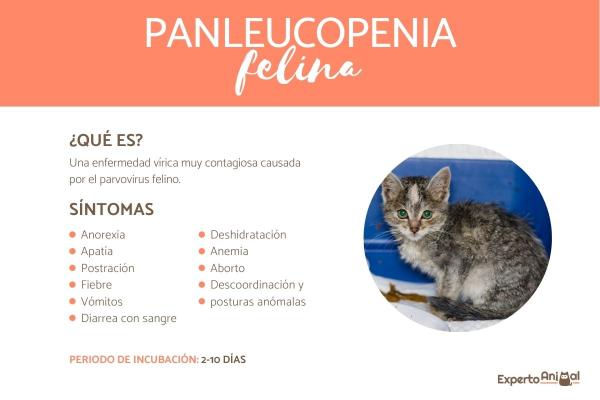 Feline Panleukopenia symptomer og behandling