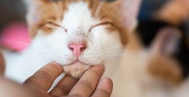 Feline acne smitte symptomer og behandling