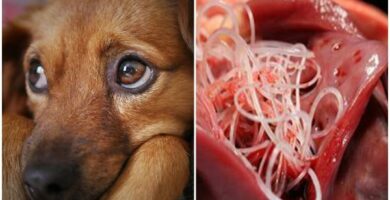 Filaria hos hunder symptomer og behandling