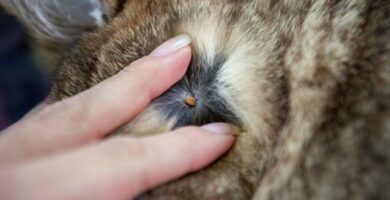 Flatt i katter symptomer og hvordan du fjerner dem
