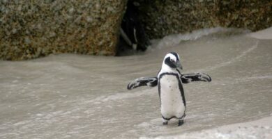 Flyr pingviner