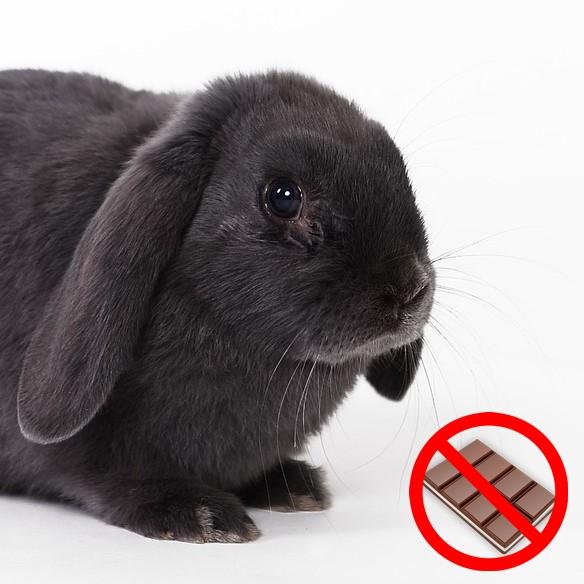 Forbudt mat til kaniner