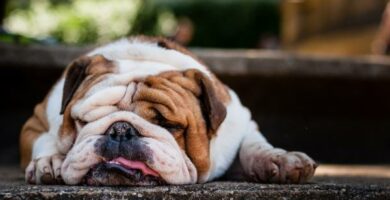 Forgiftning hos hunder symptomer og forstehjelp