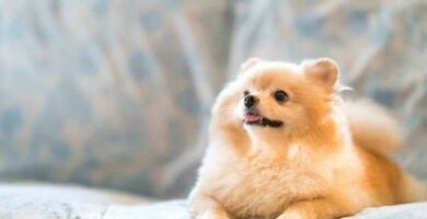Foring og omsorg for en hund med anemi