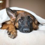 Forkjolelse hos hunder symptomer og behandling