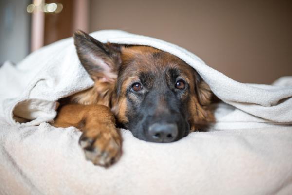 Forkjolelse hos hunder symptomer og behandling