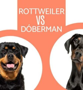 Forskjeller mellom Doberman og Rottweiler