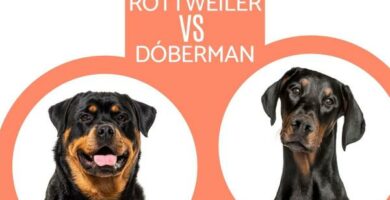 Forskjeller mellom Doberman og Rottweiler