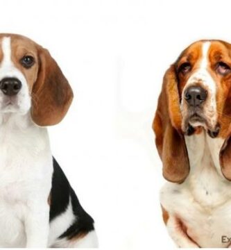 Forskjeller mellom beagle og bassethunden