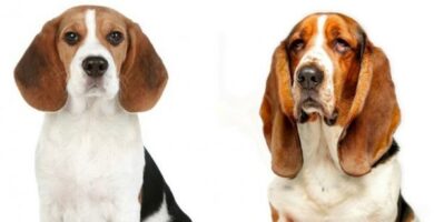 Forskjeller mellom beagle og bassethunden