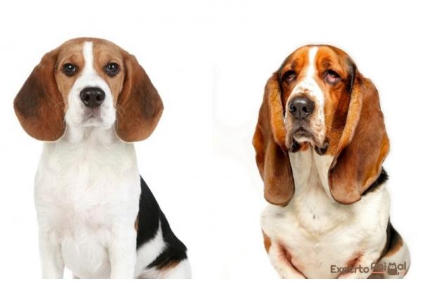 Forskjeller mellom beagle og bassethunden