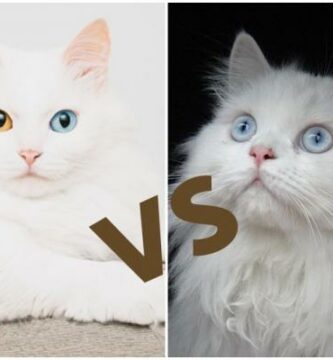 Forskjeller mellom en persisk katt og en Angora