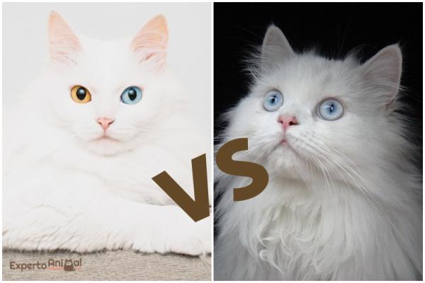 Forskjeller mellom en persisk katt og en Angora