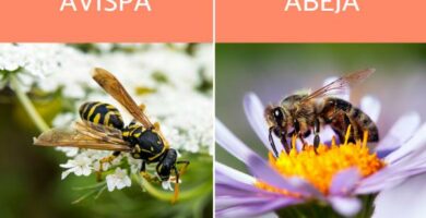Forskjeller mellom veps og bier
