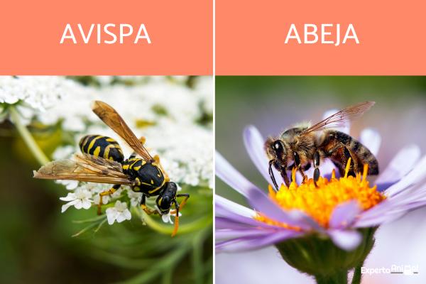 Forskjeller mellom veps og bier
