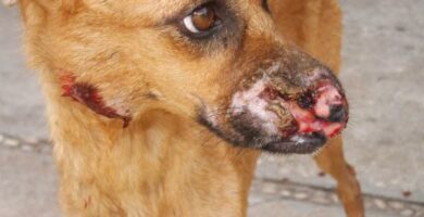 Forventet levetid for en hund med leishmaniasis