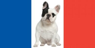 Franske hunderaser