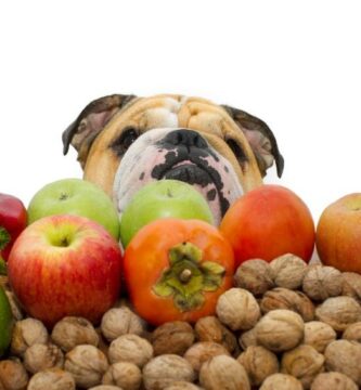 Frukt og gronnsaker er forbudt for hunder