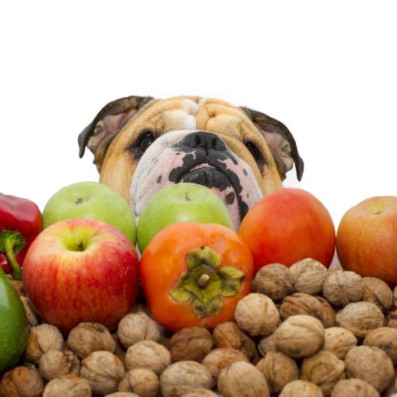 Frukt og gronnsaker er forbudt for hunder