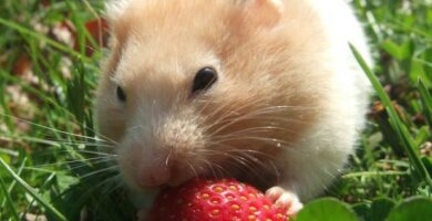 Frukt og gronnsaker for hamstere
