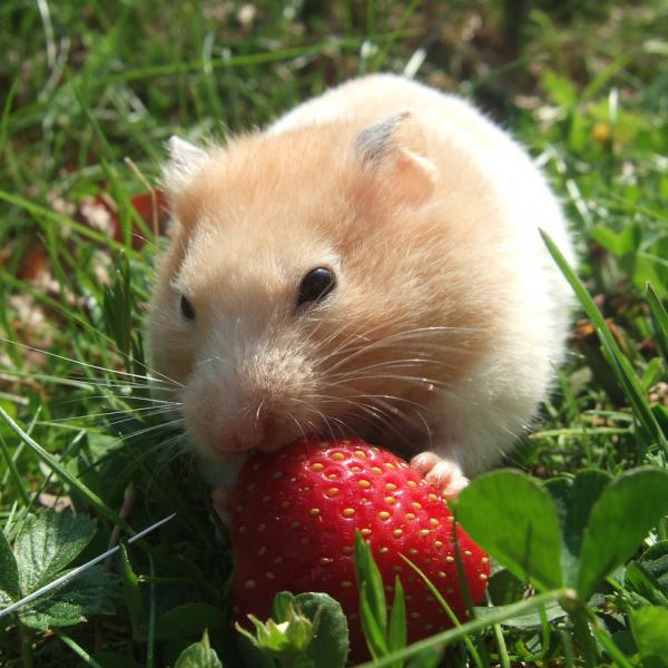 Frukt og gronnsaker for hamstere