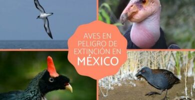 Fugler i fare for utryddelse i Mexico