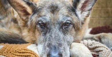 Fysioterapi for hunder med slitasjegikt