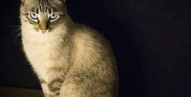 Giardiasis hos katter symptomer og behandling