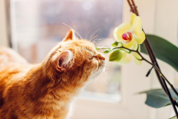 Gode ​​og trygge kattplanter