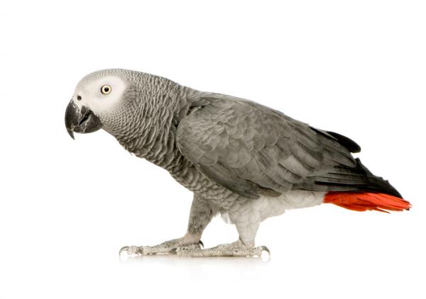 Gra papegoye eller rodhalet yaco