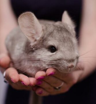 Grunnleggende omsorg for en innenlands chinchilla