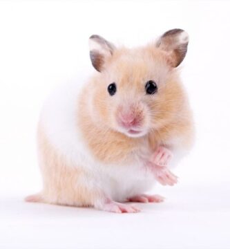 Gyllen hamster