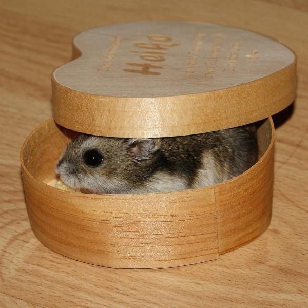 Hamster typer