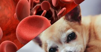 Hemolytisk anemi hos hunder symptomer og behandling