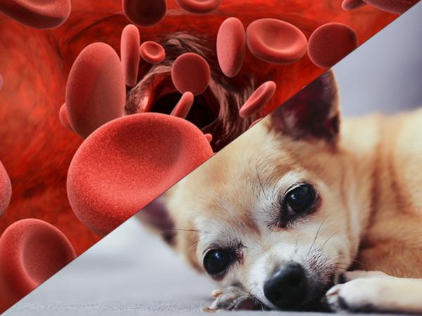 Hemolytisk anemi hos hunder symptomer og behandling