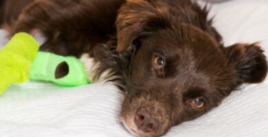 Hemoparasitter hos hunder arsaker symptomer og behandling