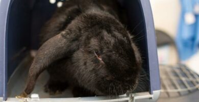 Hemorragisk sykdom hos kaniner arsaker og symptomer