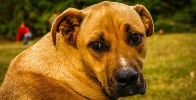 Hepatisk encefalopati hos hunder symptomer og behandling
