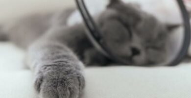 Heteslag hos katter symptomer og forstehjelp