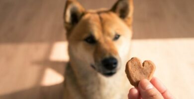 Hjemmelagde hundekjeks 5 enkle oppskrifter