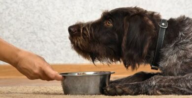 Hjemmelaget diett for nyresvikt hos hund