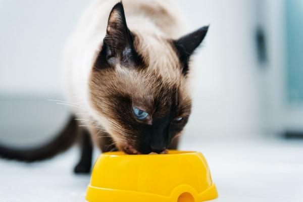 Hjemmelaget mat til katter med nyresvikt