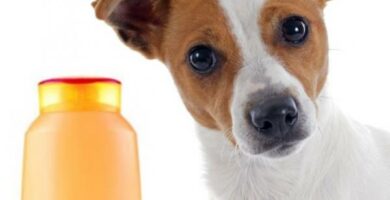 Hjemmelaget sjampo for allergiske hunder