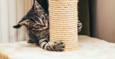 Hjemmelaget skrapestolpe for katter
