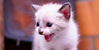 Hjemmemedisiner for lopper hos baby katter