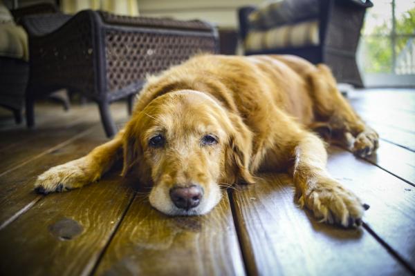 Hjernealdring hos hunder symptomer og arsaker