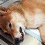 Hjerneslag hos hunder symptomer arsaker og behandling