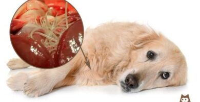 Hjerteorm hos hunder symptomer behandling og forebygging